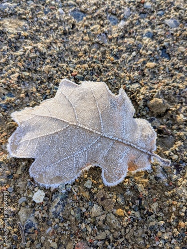 leaf on the ground