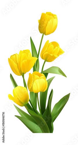 yellow tulips on white background