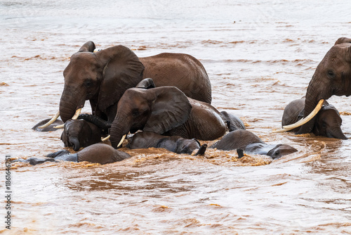 Telephoto of a herd of African Elephant -Loxodonta Africana- bathing in the Ewaso Ngiro river in the Samburu National Reserve, Kenya