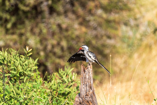 Telephoto of a northern red-billed hornbill - Tockus erythrorhynchus- sitting on the top of a dead tree trunk in the Samburu national reserve in Northern Kenya.