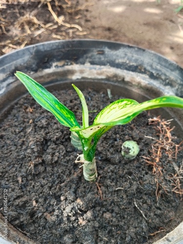 replacement of planting media