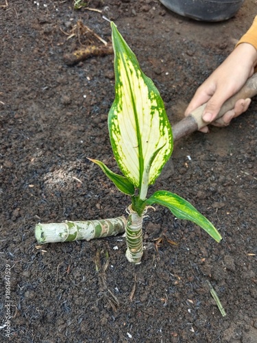 replacement of planting media