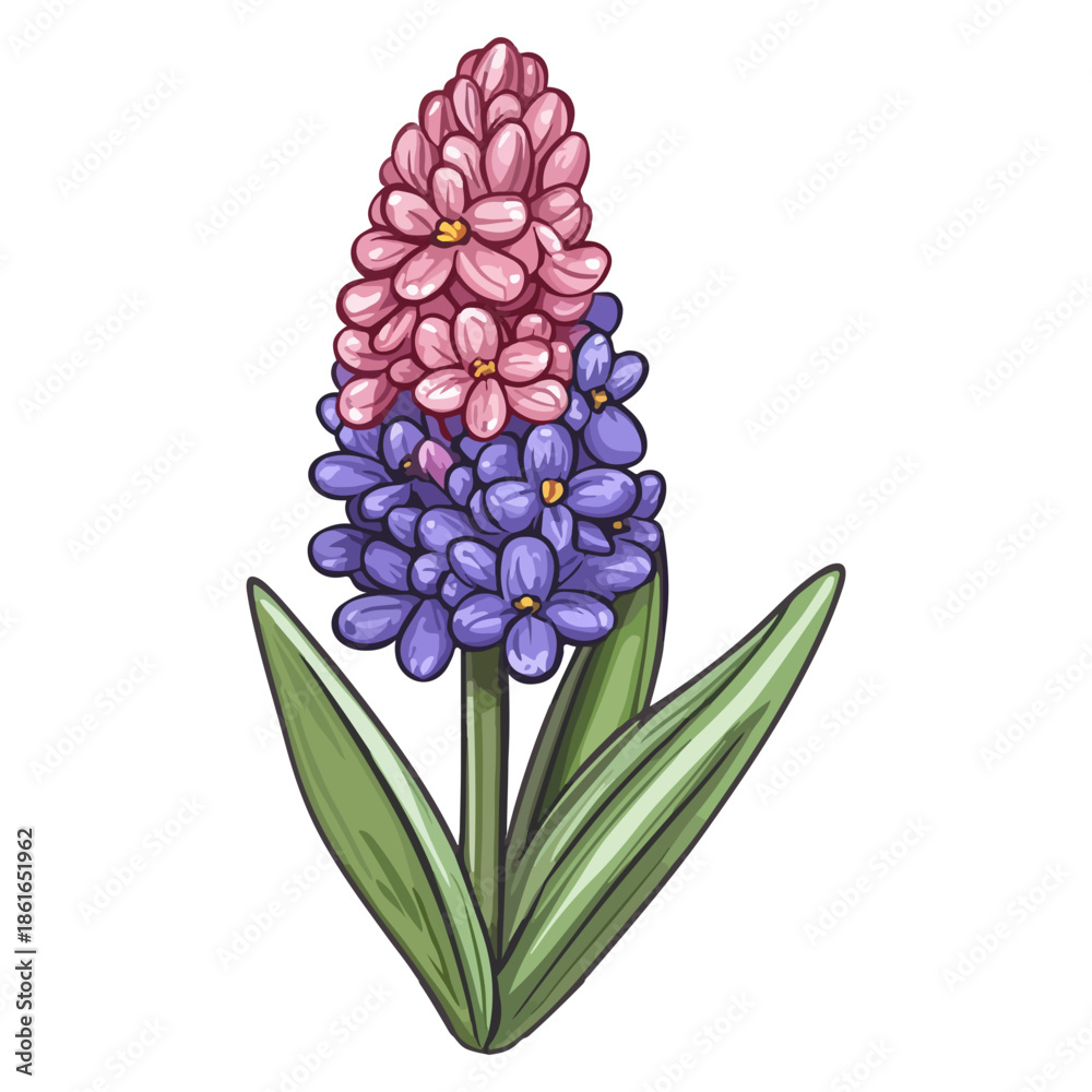Fototapeta premium hyacinth, easter, plants, festivals, vector graphics, transparent background, flower, isolated, plant, nature, purple, blossom, beauty, bloom, flora, violet, beautiful, fresh, floral
