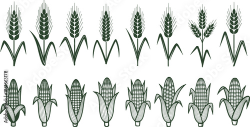 Wheat and corn plant icons set, agricultural grain crop vector illustration collection for farming food industry design and organic branding