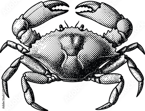 Detailed Crab Marine Life Illustration in Vintage Engraving Halftone Style Black and White Vector Graphic