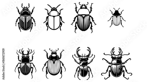 Beetle Sketch Illustration.