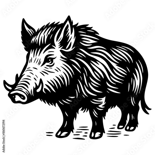 Wild Boar Illustration.