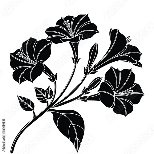 Silhouette of morning glory flowers and buds with leaves isolated on transparent background vector