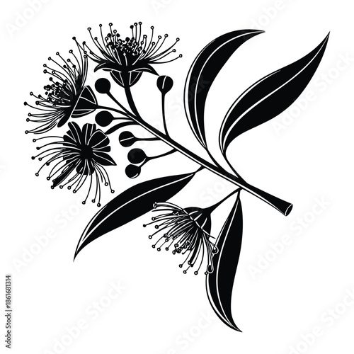 Black eucalyptus blossom branch with prominent stamens, buds and elongated sickle shaped leaves vector