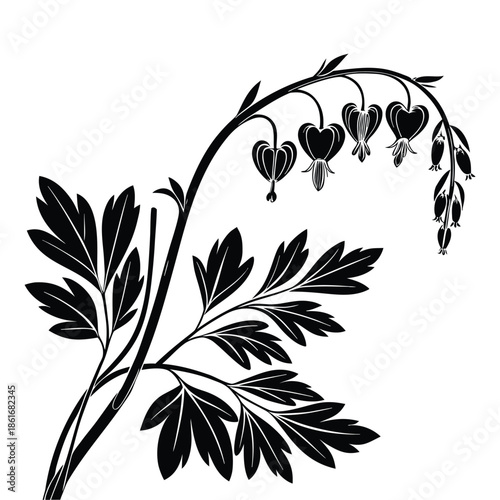 Black silhouette of bleeding heart flowers hanging from arching stem with detailed fern like leaves on transparent background
