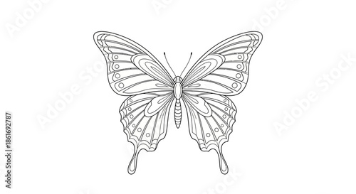 Delicate butterfly illustration featuring intricate line art and detailed wing patterns ideal for