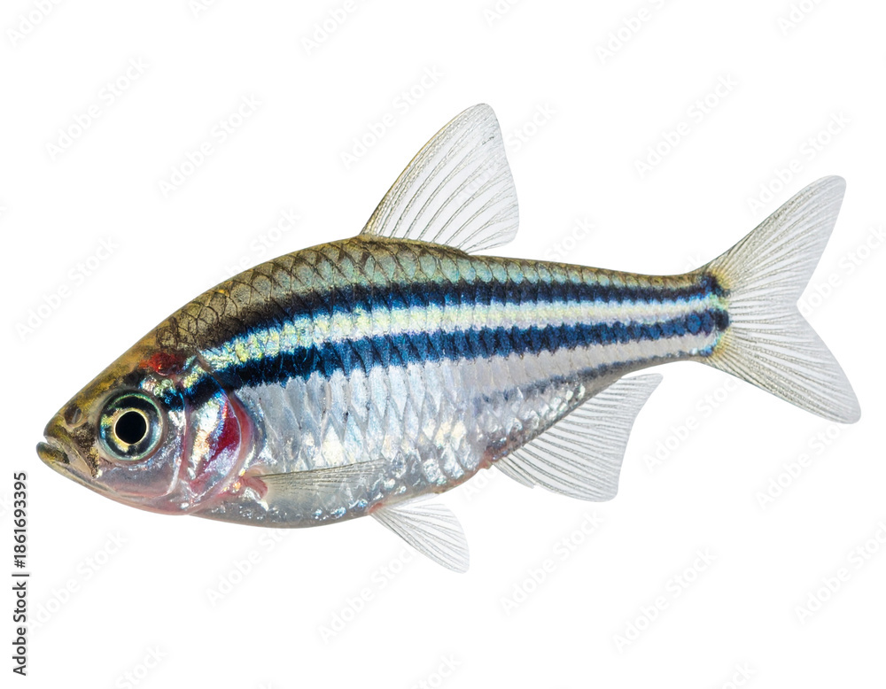 Fototapeta premium Realistic Whole Zebra Danio Fish With Blue-White Stripes PNG