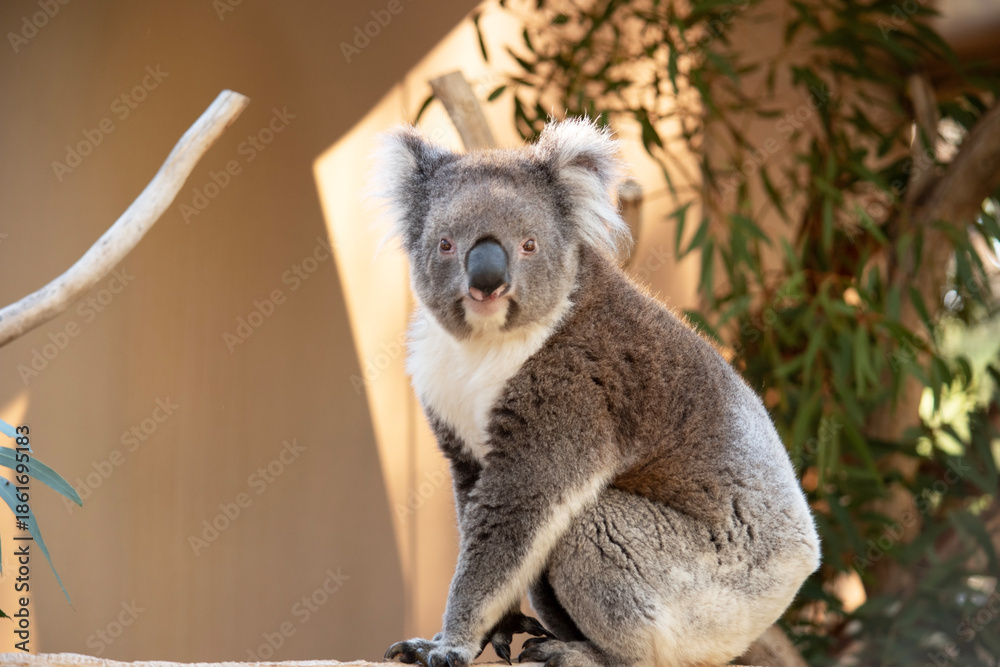 Fototapeta premium this is a side view of a koala