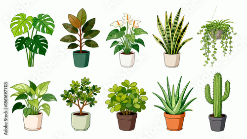 Potted plants collection