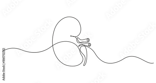 continuous line art drawing Human Kidney Anatomy vector illustration