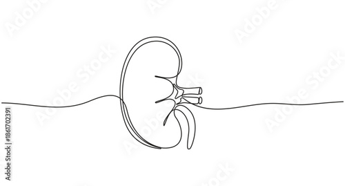 continuous line art drawing Human Kidney Anatomy vector illustration