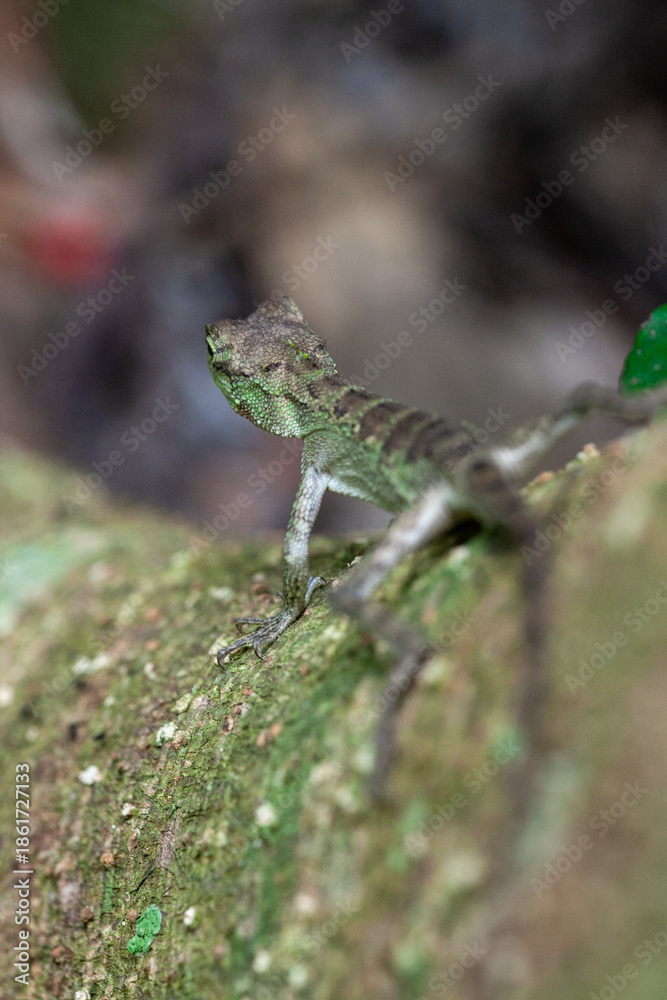 Obraz premium キノボリトカゲ