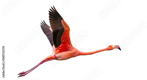 Flamingo in flight isolated on transparent background