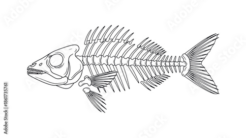 Fish Skeleton Anatomy Line Art