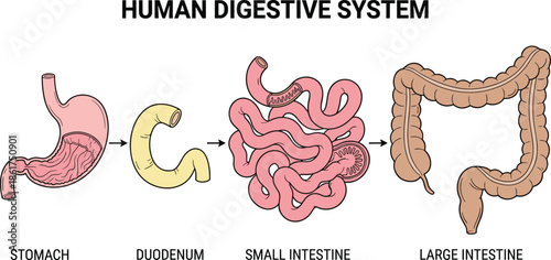 Human digestive system anatomy illustration, stomach duodenum small intestine large intestine, medical education infographic vector isolated diagram design