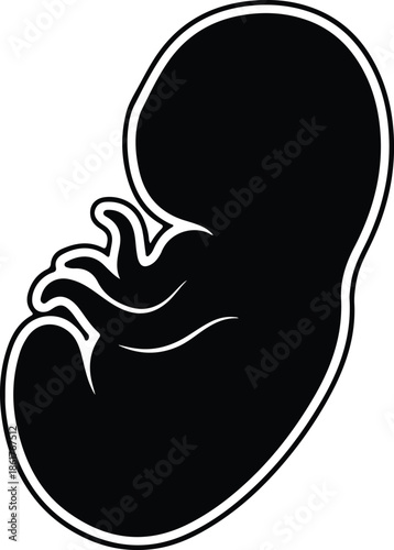 Silhouette human fetus embryo baby development prenatal growth medical biology Vector Illustration
