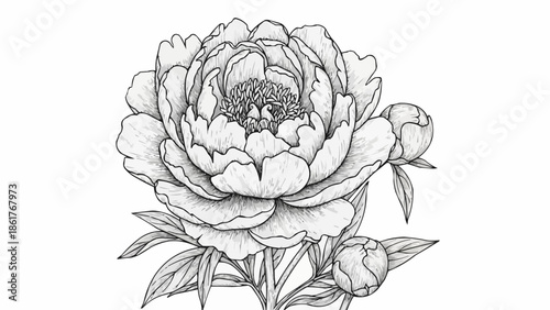 Detailed Sketch of a Peony Flower with Buds and Leaves.