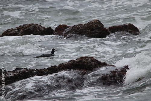 a male harlequin duck swimming along a rocky coast