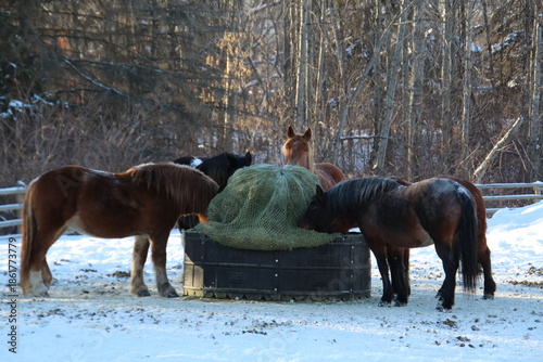 horses in winter