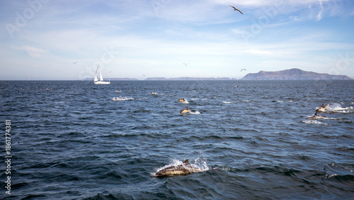 Obraz na płótnie Sailboat and dolphin superpod in front of Channel Islands in the Santa Barbara c