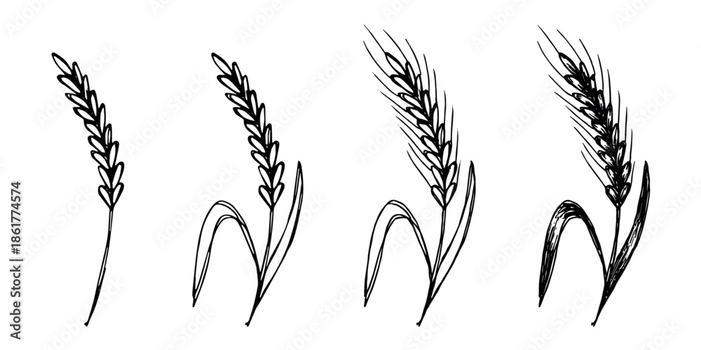 Fototapeta premium Set of hand drawn cereal wheat oat rye barley rice ears spikelet clipart Organic wheat bread agriculture farming harvest healthy food Single element for design print packaging label decor