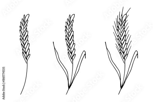 Set of hand drawn cereal wheat oat rye barley rice ears spikelet clipart Organic wheat bread agriculture farming harvest healthy food Single element for design print packaging label decor