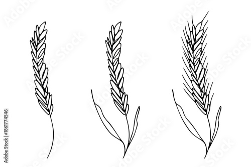 Set of hand drawn cereal wheat oat rye barley rice ears spikelet clipart Organic wheat bread agriculture farming harvest healthy food Single element for design print packaging label decor
