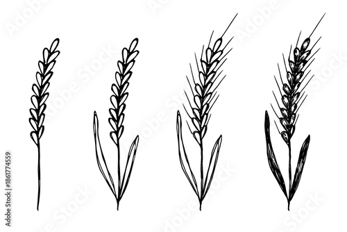 Set of hand drawn cereal wheat oat rye barley rice ears spikelet clipart Organic wheat bread agriculture farming harvest healthy food Single element for design print packaging label decor