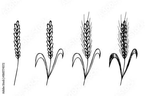 Set of hand drawn cereal wheat oat rye barley rice ears spikelet clipart Organic wheat bread agriculture farming harvest healthy food Single element for design print packaging label decor