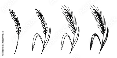 Set of hand drawn cereal wheat oat rye barley rice ears spikelet clipart Organic wheat bread agriculture farming harvest healthy food Single element for design print packaging label decor