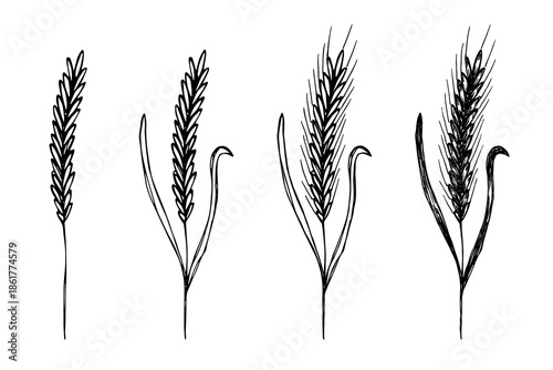 Set of hand drawn cereal wheat oat rye barley rice ears spikelet clipart Organic wheat bread agriculture farming harvest healthy food Single element for design print packaging label decor
