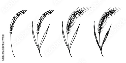 Set of hand drawn cereal wheat oat rye barley rice ears spikelet clipart Organic wheat bread agriculture farming harvest healthy food Single element for design print packaging label decor