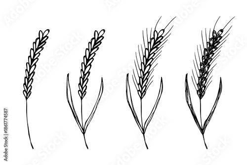 Set of hand drawn cereal wheat oat rye barley rice ears spikelet clipart Organic wheat bread agriculture farming harvest healthy food Single element for design print packaging label decor