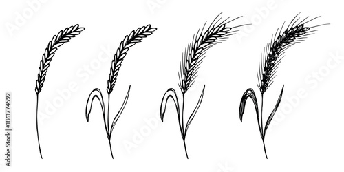 Set of hand drawn cereal wheat oat rye barley rice ears spikelet clipart Organic wheat bread agriculture farming harvest healthy food Single element for design print packaging label decor