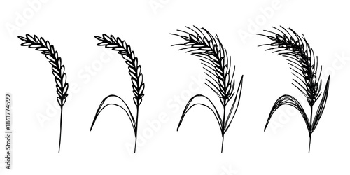 Set of hand drawn cereal wheat oat rye barley rice ears spikelet clipart Organic wheat bread agriculture farming harvest healthy food Single element for design print packaging label decor