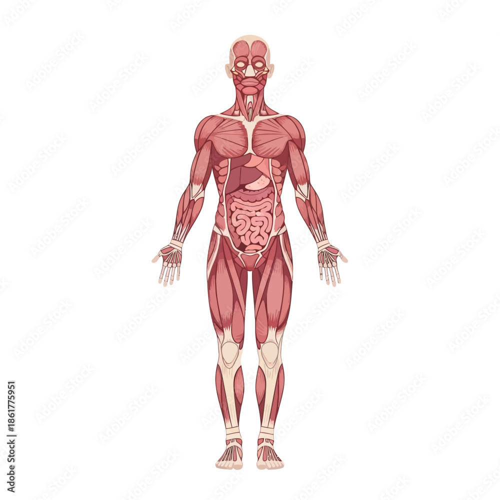 Fototapeta premium Detailed human anatomy representation displaying muscle structure and internal organs meticulously