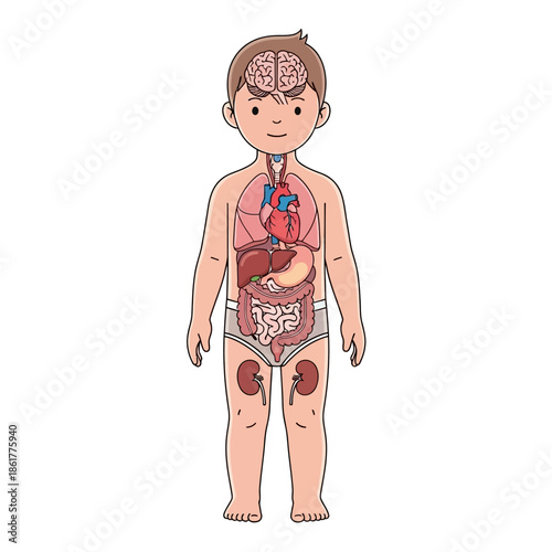 Cartoon depiction of child's body revealing internal organs for educational visualization purposes