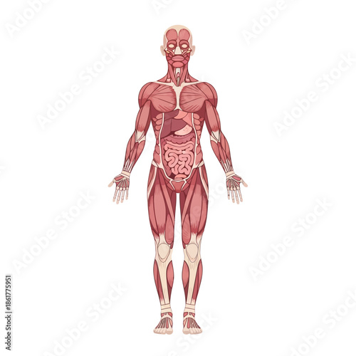 Detailed human anatomy representation displaying muscle structure and internal organs meticulously