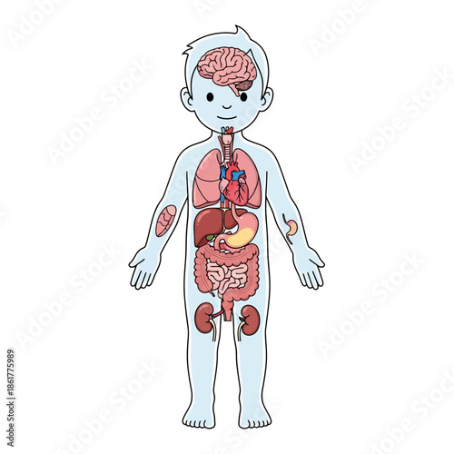 Human anatomy illustration displaying internal organs within a child's body outline figure