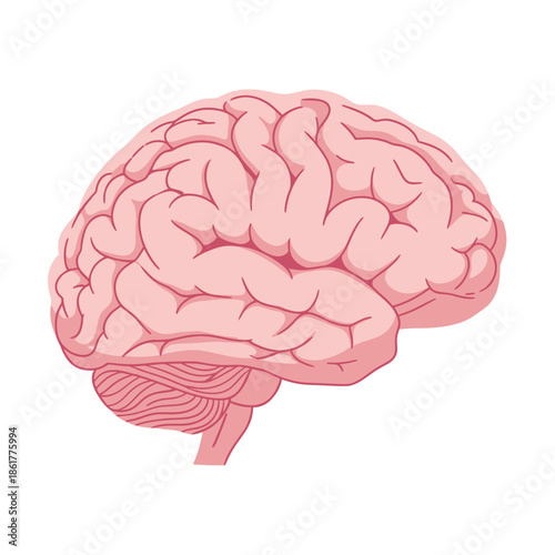 Human brain illustration showcasing cerebral hemispheres anatomical structure complexity mind