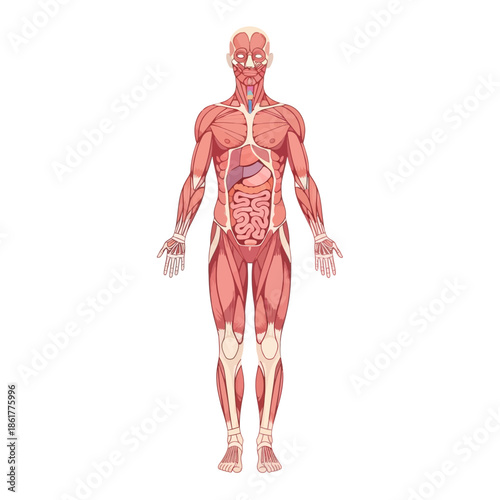 Human anatomy study displaying detailed musculature and internal organs illustration