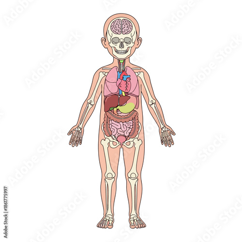 Detailed anatomical illustration of a child showcasing internal organs and skeletal structure