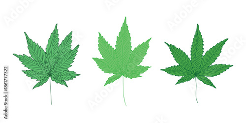 Set of hand drawn cannabis leaf Medicine marijuana Hemp leaves clipart in doodle style Single element for print, web, design, decor