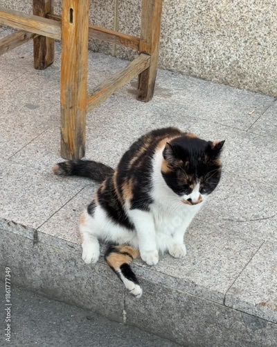 cat on the street