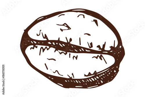 Hand drawn fresh roasted coffee bean Arabica robusta seed doodle Single element for print, web, design, decor